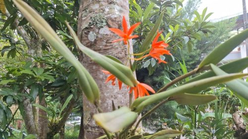 Orquídeas